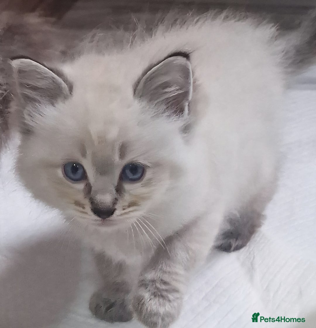 Ragdoll cats for sale: Gorgeous gccf reg Ragdoll kittens  - Image 6