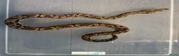 Boa Snake reptiles for sale: Dumeril Boas - Advert 3