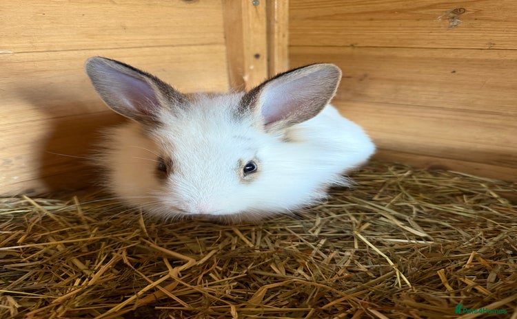 Lionhead rabbits - Advert 4