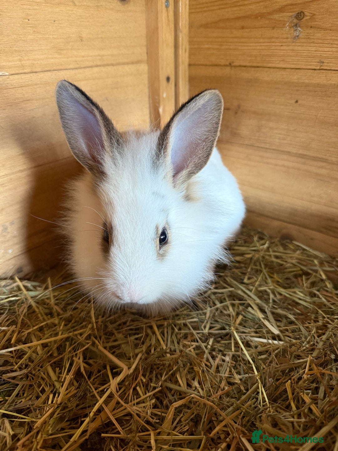 Lionhead rabbits for sale: Lion head cross bunny  - Image 1