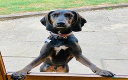 Mixed Breed dogs for adoption: Chief hound X special boy  - Image 5