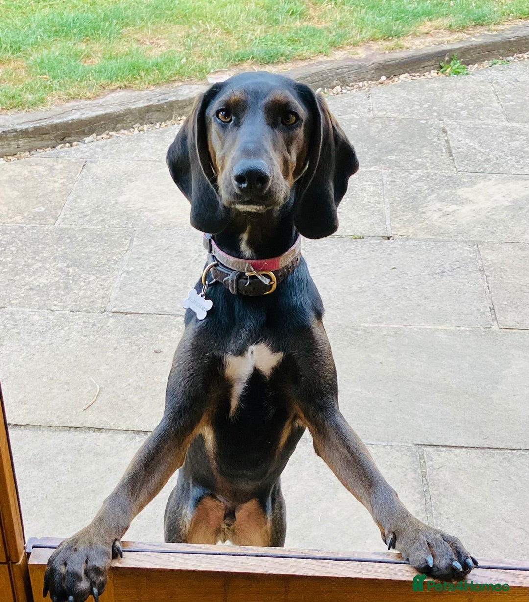 Mixed Breed dogs for adoption: Chief hound X special boy  - Image 5