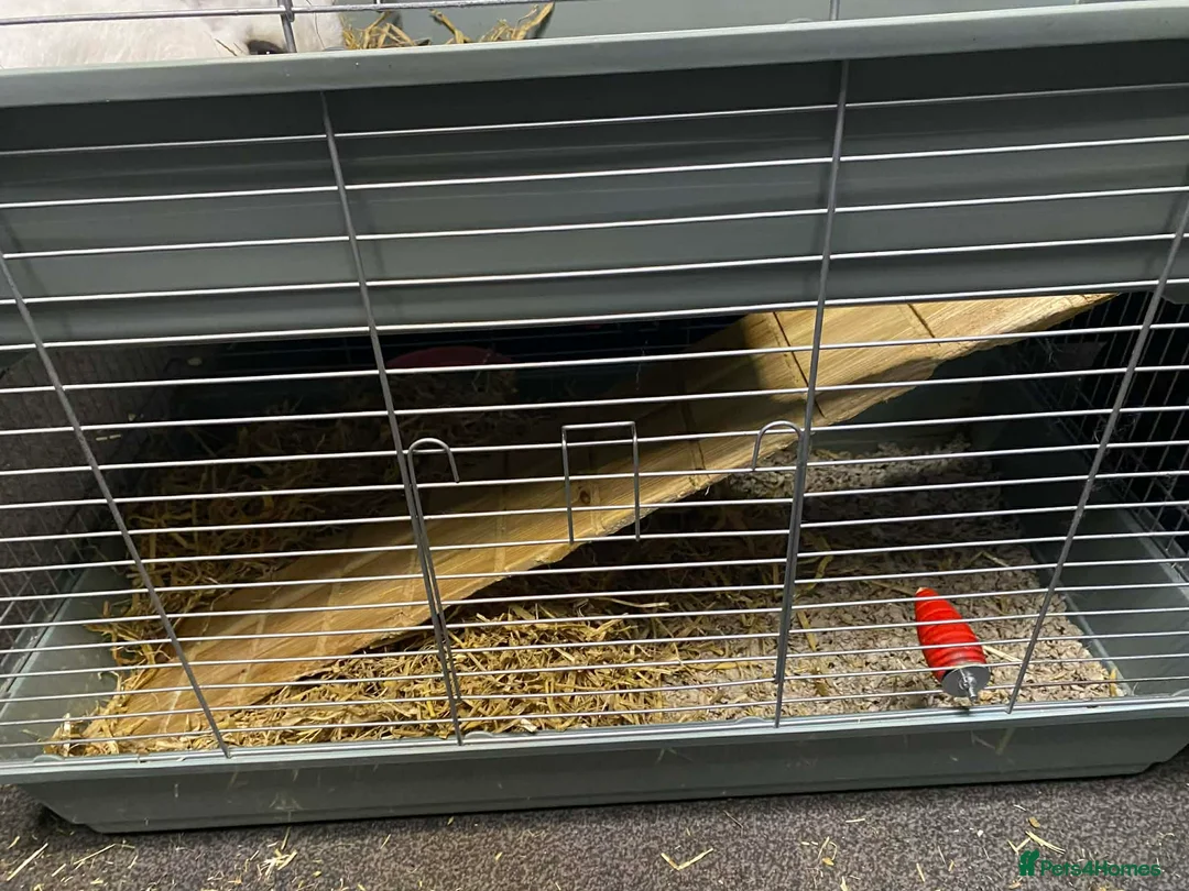 Dwarf Hotot rabbits for sale: 2 Beautiful, Sociable dwarf Hotot Rabbits 2yrs old in Leigh - Advert 5