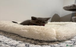 British Longhair cats for sale: Beautiful blues - Image 5