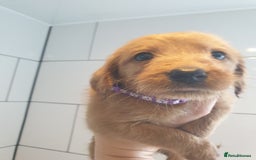 Labradoodle dogs for sale: ONLY 4 GIRLS LEFT F1 miniature labradoodles - Image 22