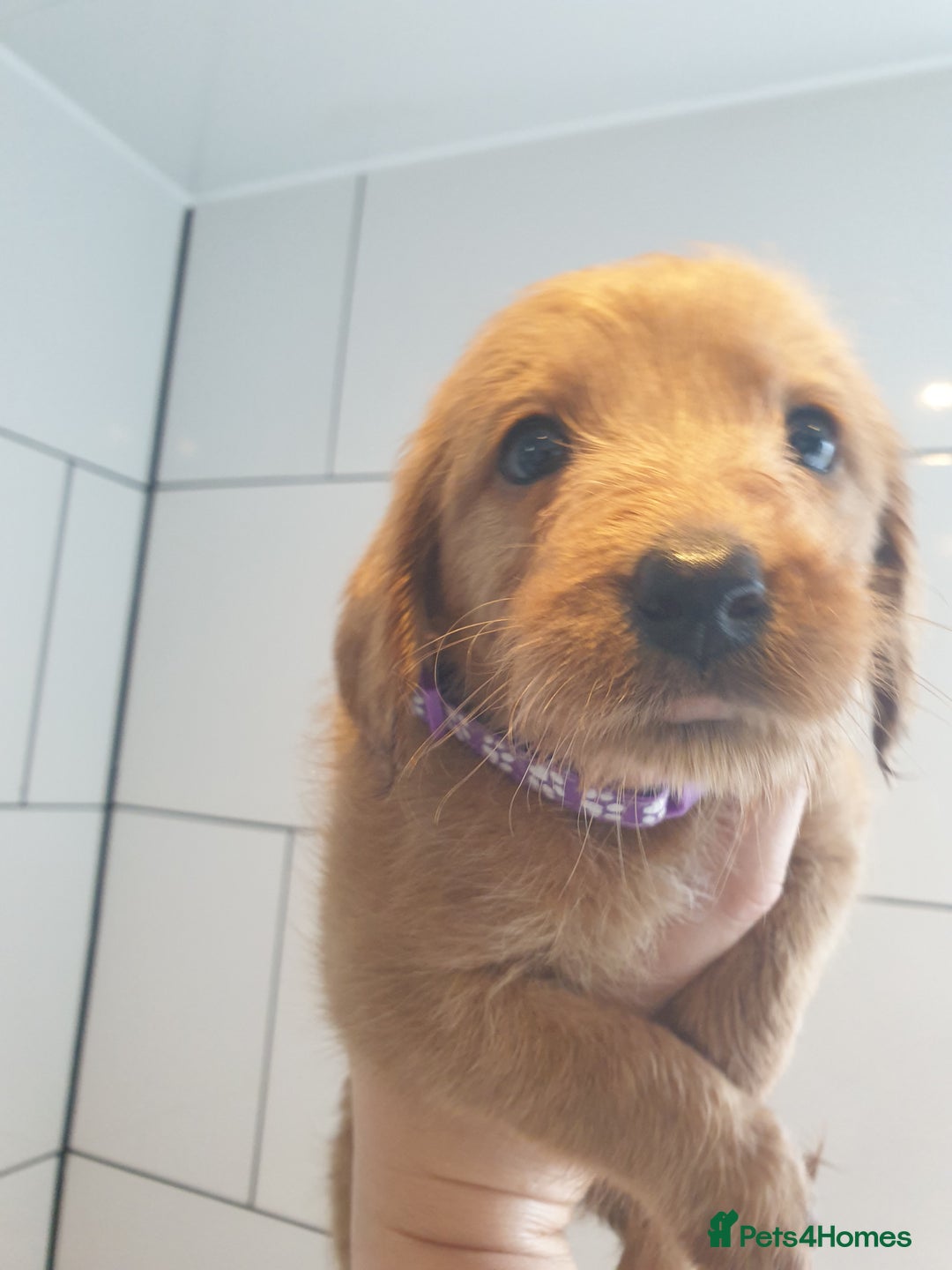 Labradoodle dogs for sale: ONLY 4 GIRLS LEFT F1 miniature labradoodles - Image 22