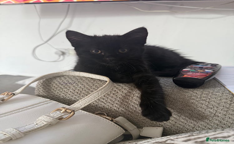 Mixed Breed cats in Norwich - Advert 14