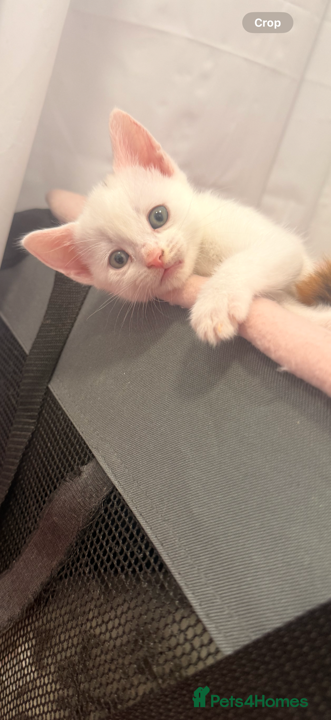 British Shorthair cats for sale: Beautiful kittens  - Image 6