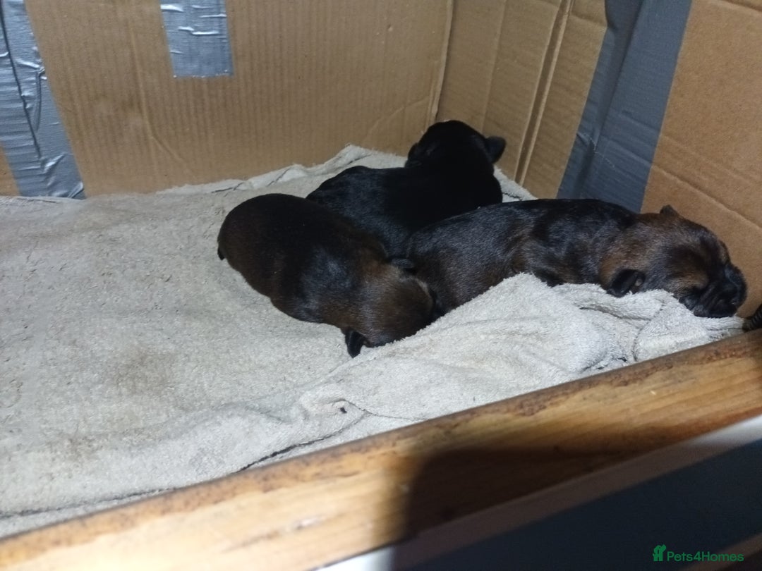 Border Terrier dogs for sale: Border terrier pups  - Advert 3