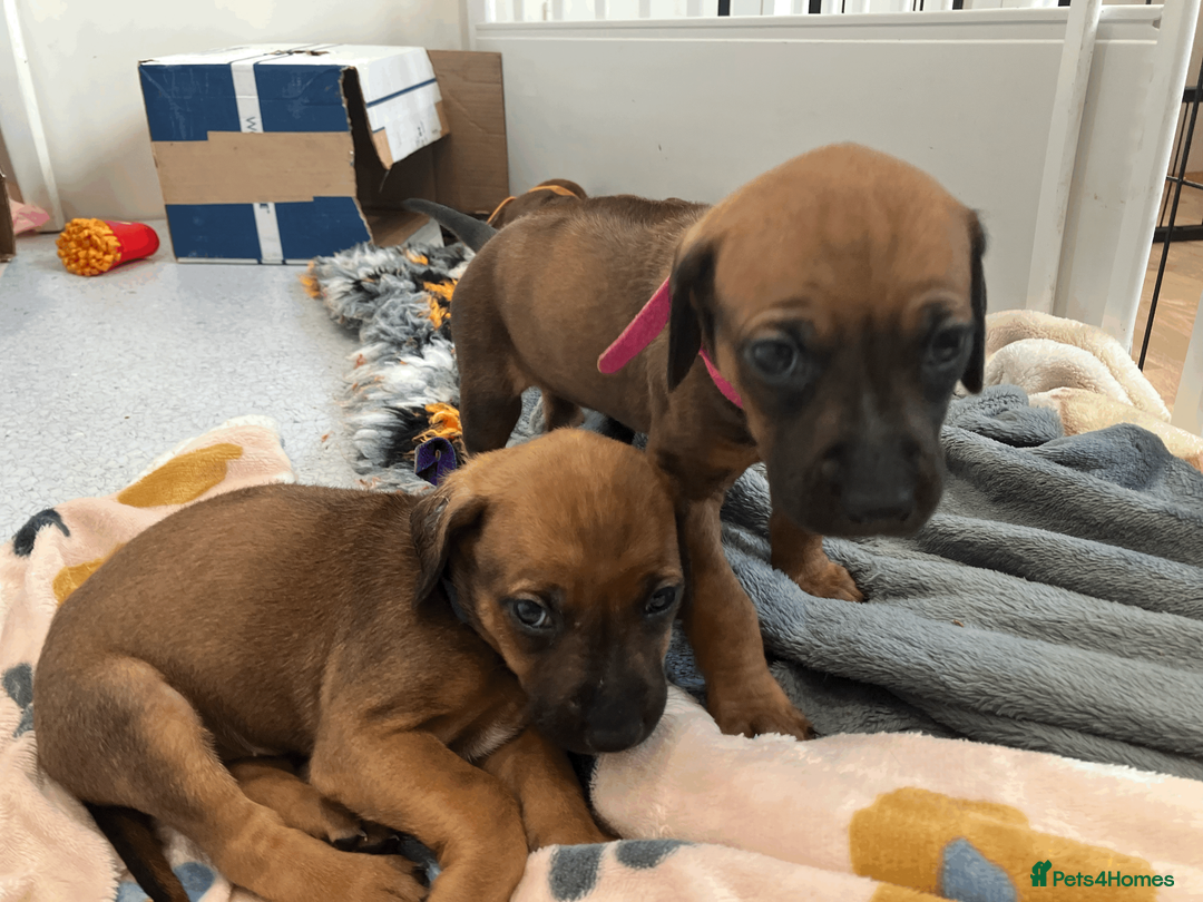 Rhodesian Ridgeback dogs for sale: *1 FRIENDLY, LOVING BOY LEFT*READY TO TAKE HOME - Advert 12