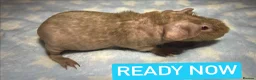Guinea Pig rodents for sale: Skinny Pig Boars  - Advert 1
