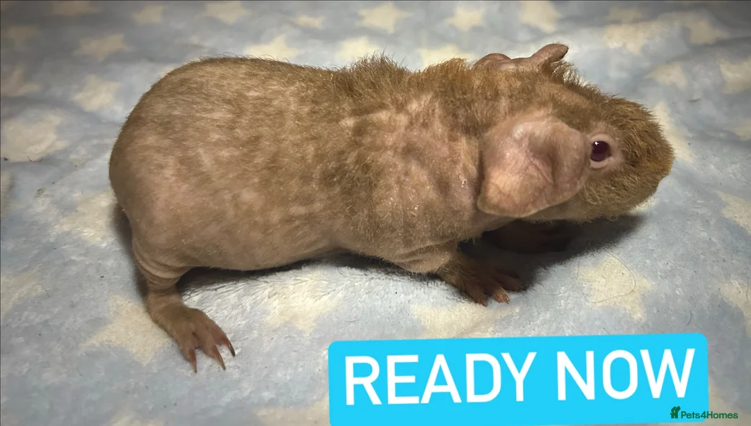 Guinea Pig rodents for sale: Skinny Pig Boars  - Advert 1