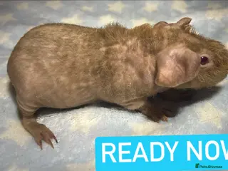 Guinea Pig rodents Skinny Pig Boars - Advert 1