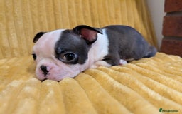 Boston Terrier dogs for sale: Adorable KC reg Boston Terrier Puppies - Image 19