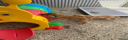 Labrador Retriever dogs for sale: Labrador puppies KC Fully health tested parents  - Advert 14