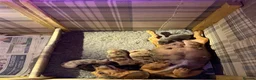 Miniature Dachshund dogs for sale: Miniature Dachshund Puppies  - Advert 12
