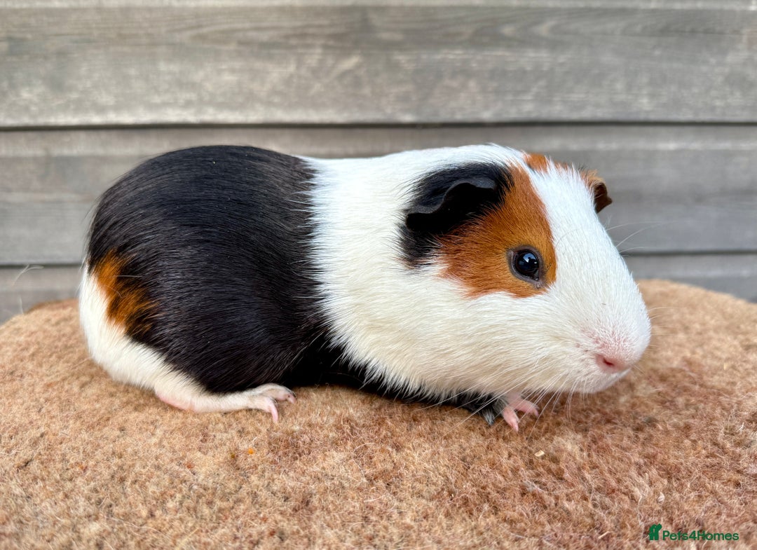 Guinea Pig rodents for sale: Tort & White Boar  - Advert 1