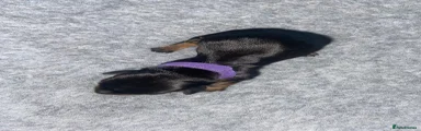 •Purple Collar: 