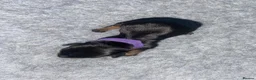Miniature Dachshund dogs for sale: Miniature Dachshund Puppies - Advert 7