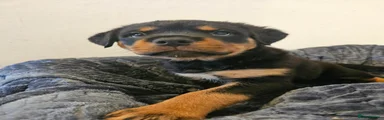 Boy 1 