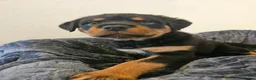 Rottweiler dogs for sale: Exceptional Rottweiler Pups- ready in a week! - Advert 4