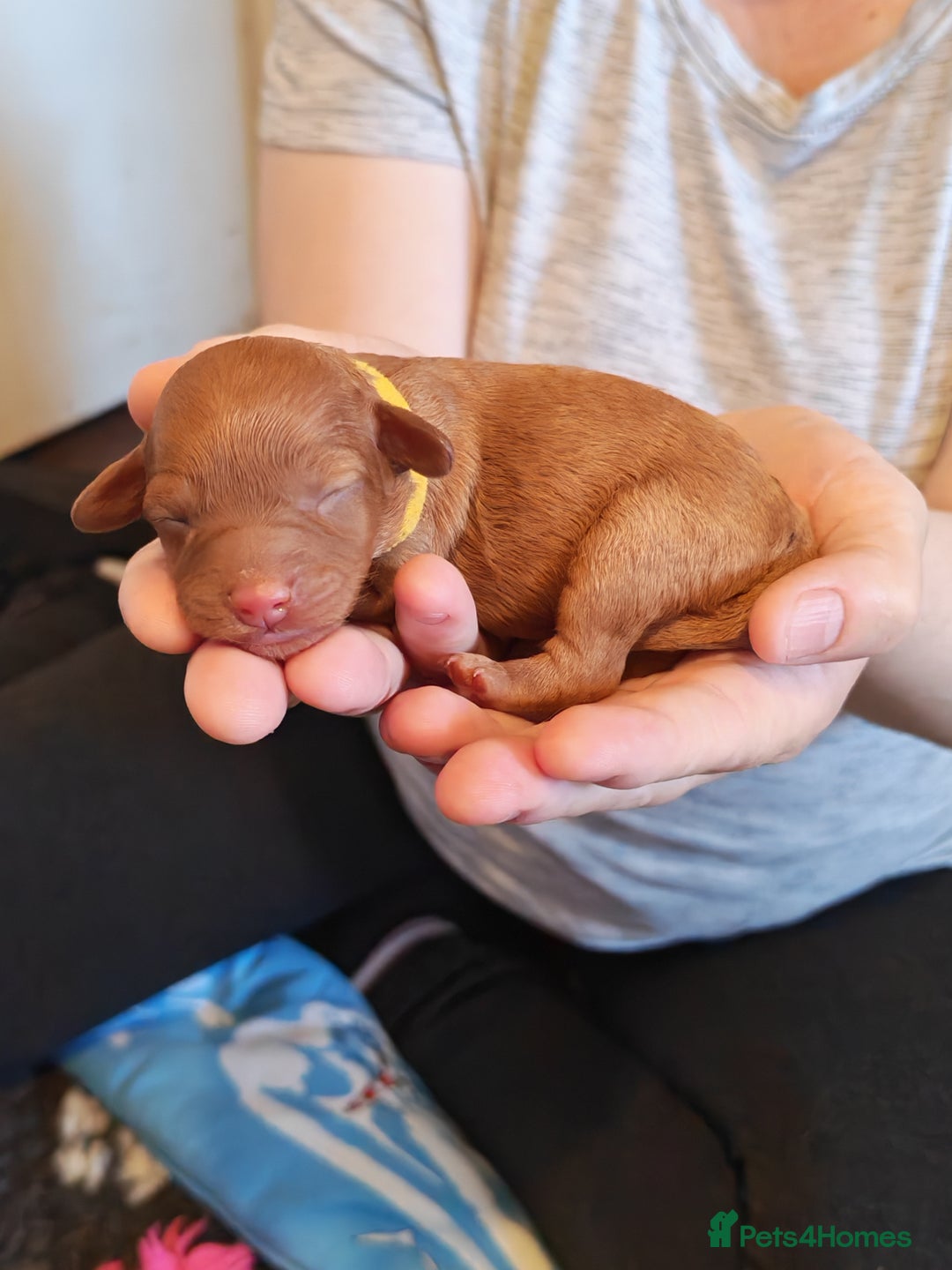 Cavapoo dogs for sale: F1 Cavapoos - HT Parents - Sep Collect - Image 6