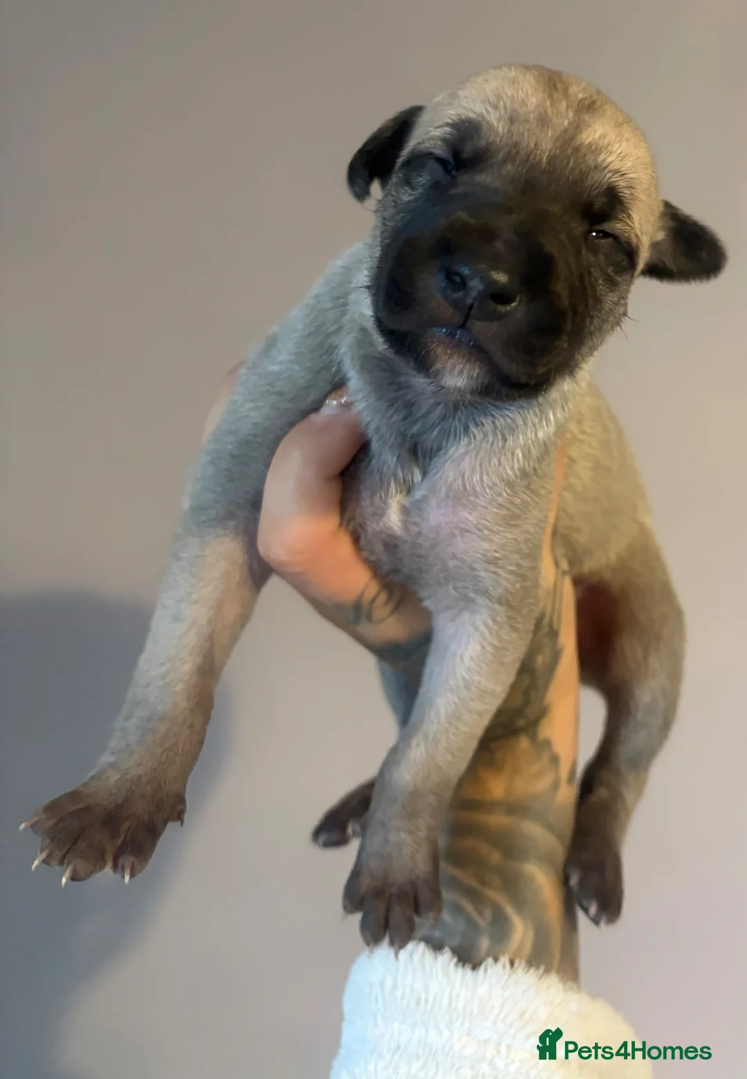 Lurcher dogs for sale: Lurcher pups  - Advert 8