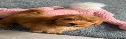 Maltipoo dogs for sale: Beautifulpuppy  - Advert 4