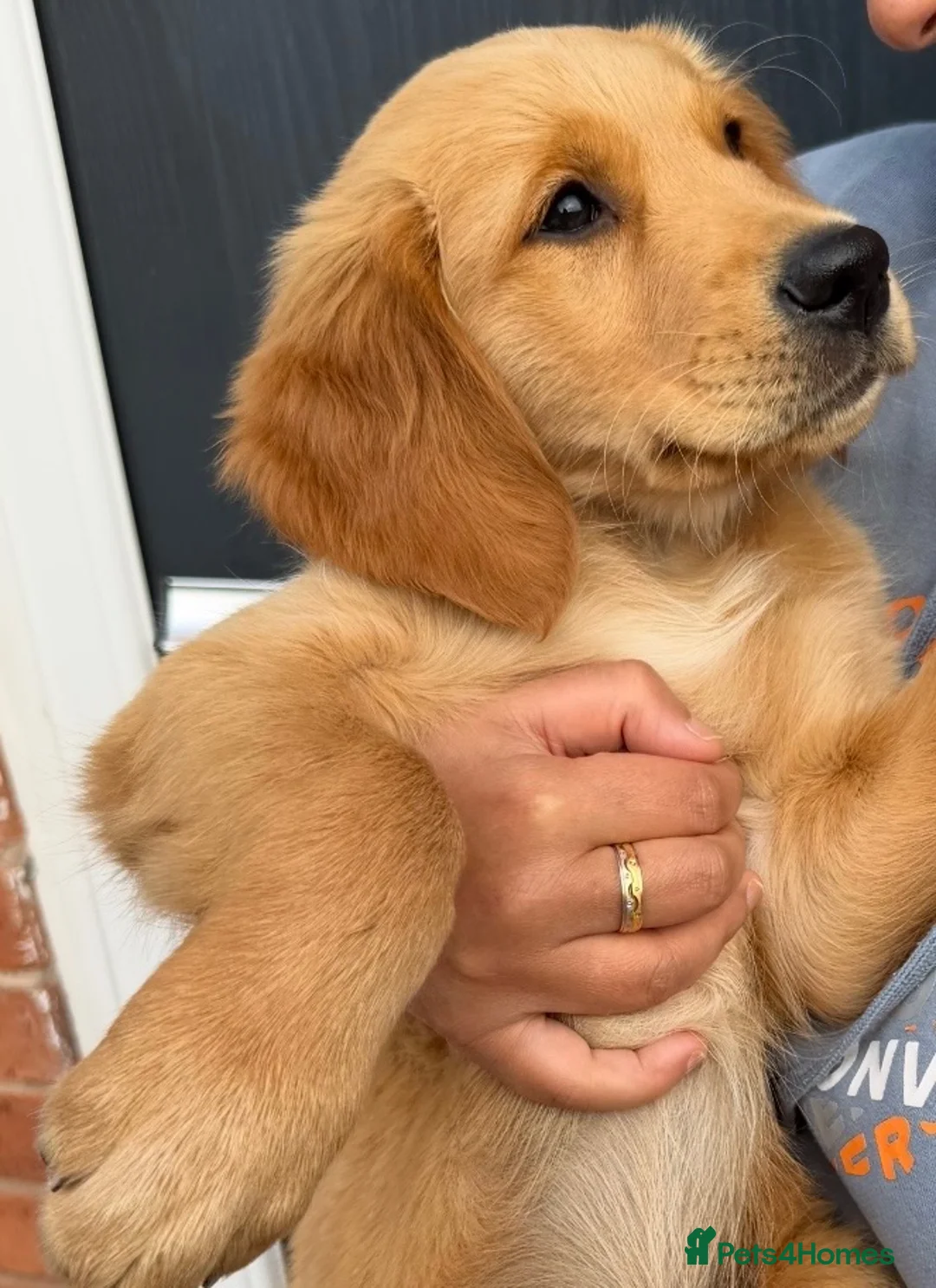 Golden Retriever dogs for sale: Gorgeous KC reg working golden retrievers  - Advert 2