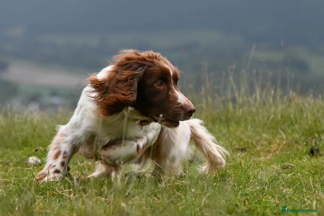 English Springer Spaniel dogs for stud: FTCH Heathcroft Declan of Breckmarsh - Stud in Kidderminster - Advert 3