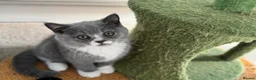 British Shorthair cats for sale: 🐾British Shorthair Kittens GCCF Registered🐾 - Advert 25