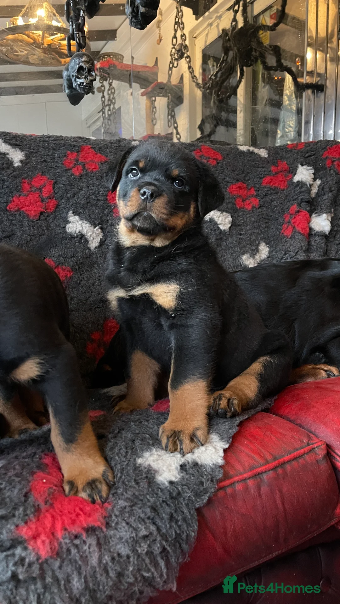 Rottweiler dogs for sale: Champion-Bred Rottweiler Puppies for Loving Homes - Advert 6