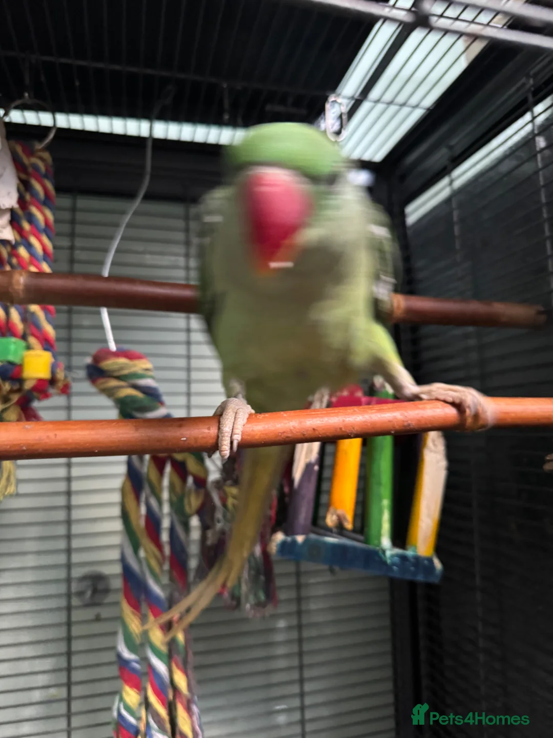 Parrots birds for sale: Alexandrine Parrot 1 year old in London - Advert 2