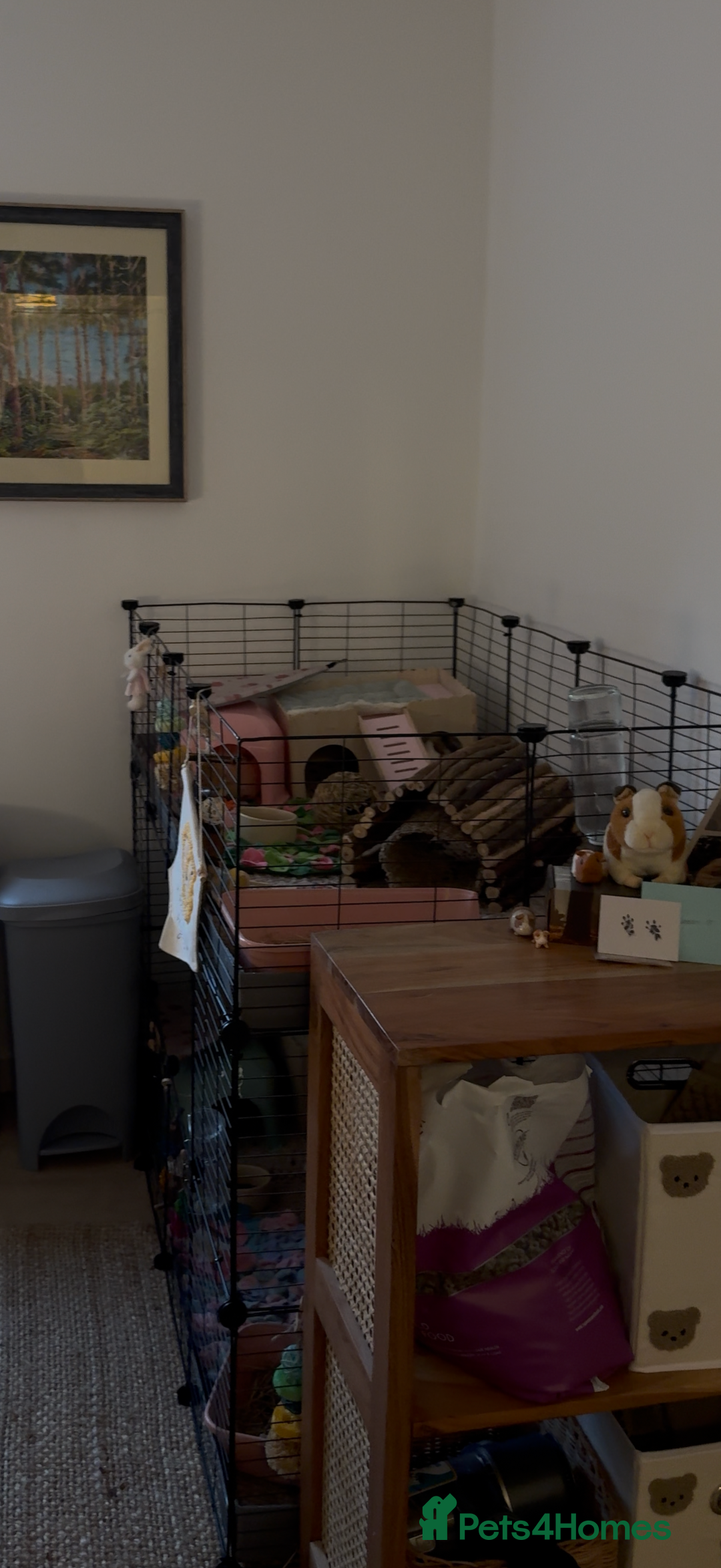 Guinea Pig rodents for sale: 2 pairs and Kavee cage - Image 10