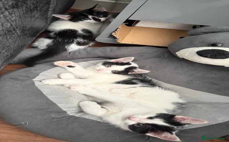 Mixed Breed cats - Advert 10