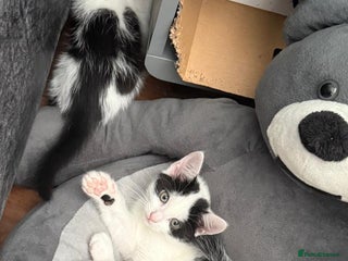 Mixed Breed cats - Advert 16