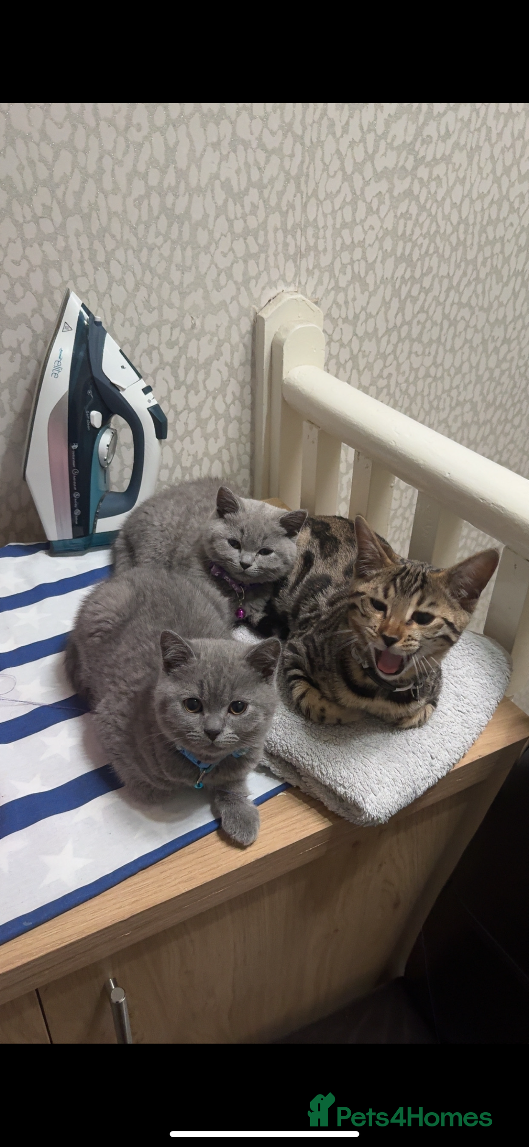 British Shorthair cats for sale: British short hair male and female  - Image 4