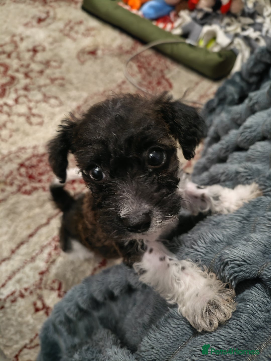 Mixed Breed dogs for sale: Beautiful Jackapoo puppies - Advert 14