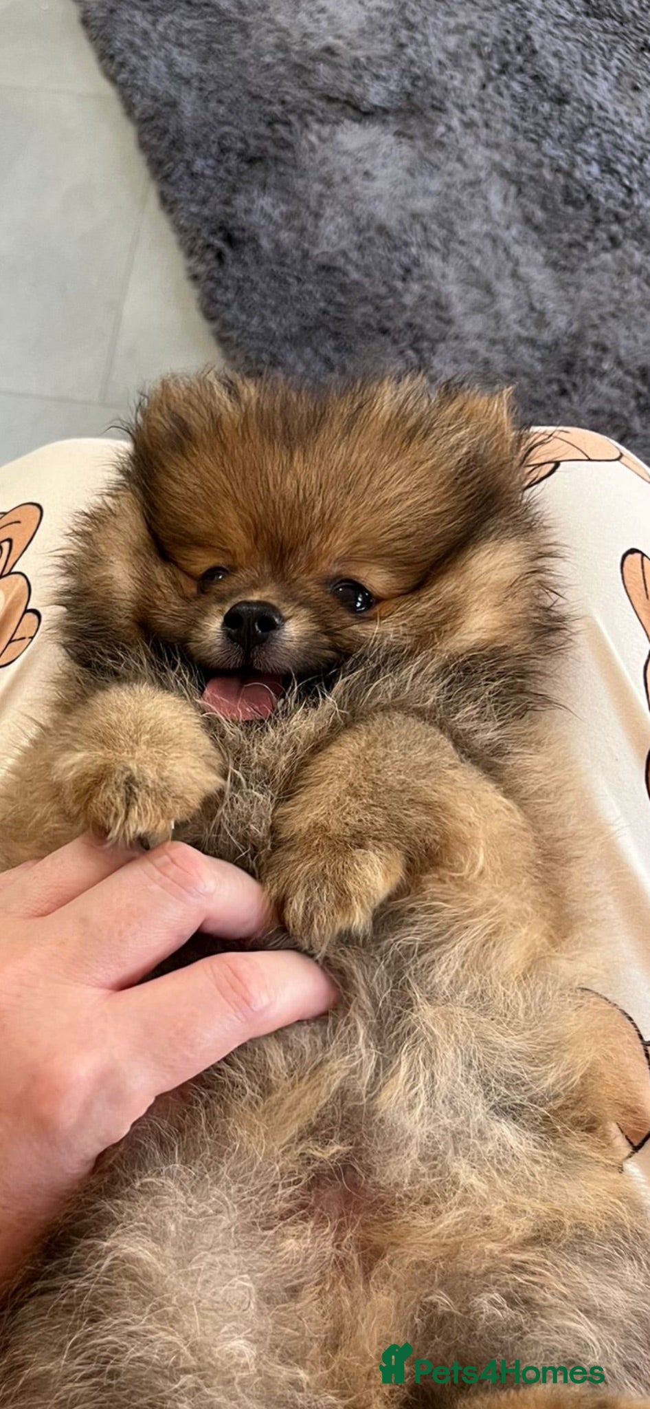 Pomeranian dogs Pomeranian puppy - Advert 11