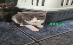 Mixed Breed cats for sale: Beauitful male kittens - Image 5