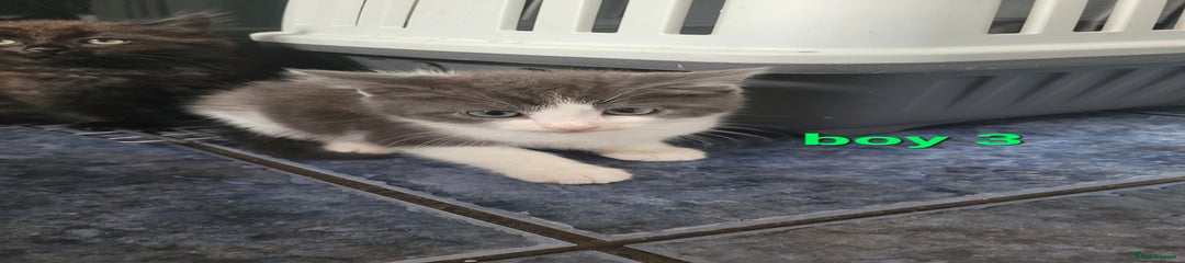 Mixed Breed Kitten 3