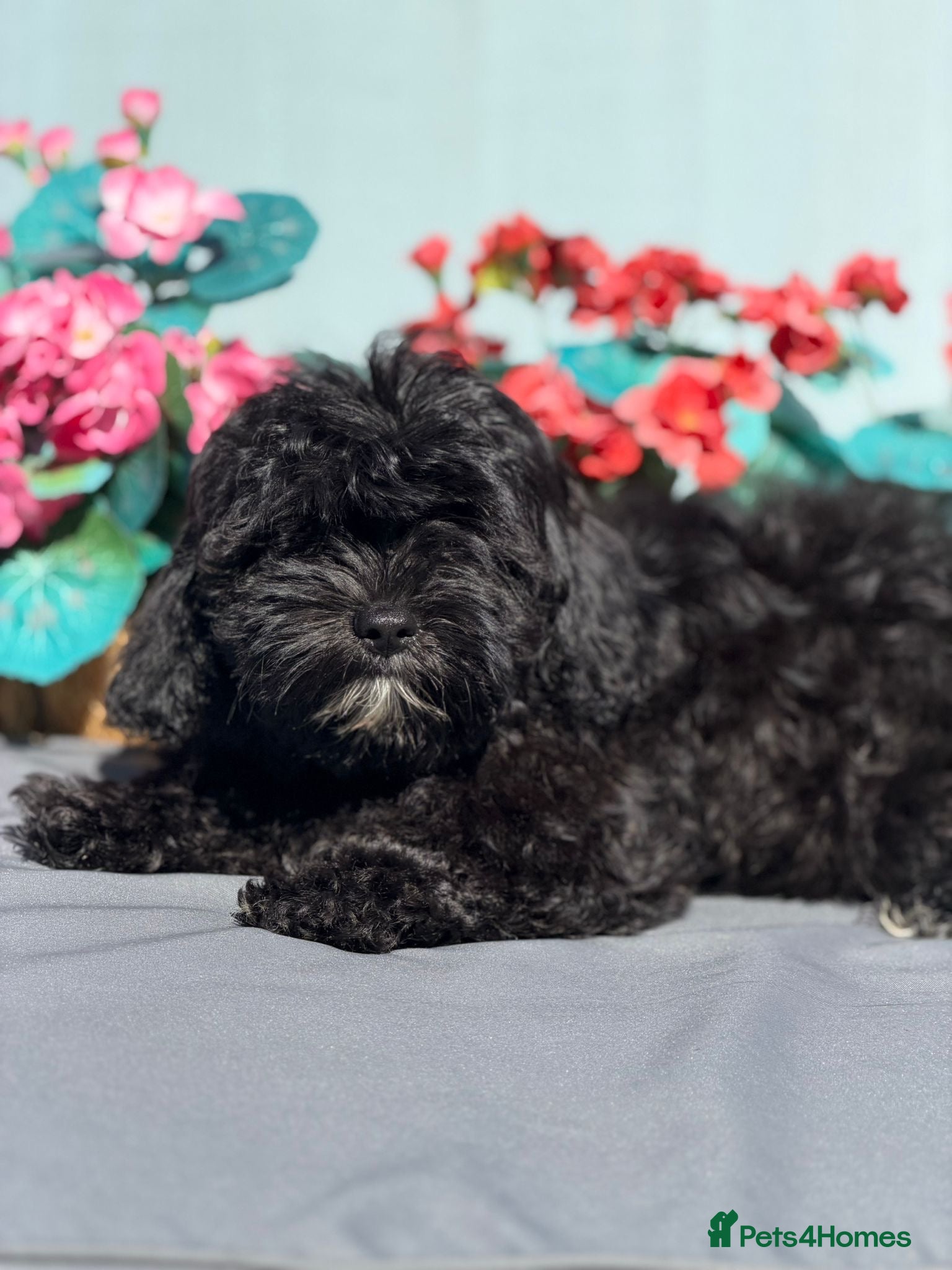 Shihpoo dogs Health Tested,READY TO GO - Advert 2
