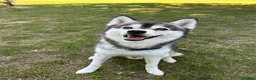 Pomsky dogs for stud: ✨ Handsome F2 Pomsky Stud Available ✨ - Advert 3