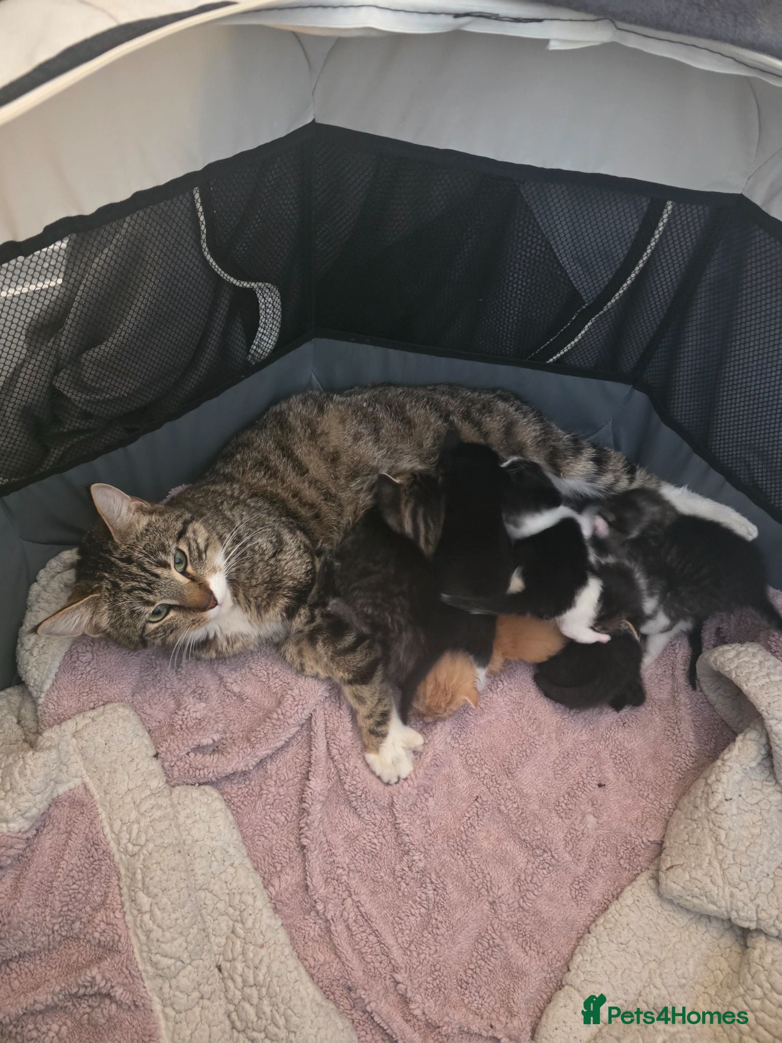 Mixed Breed cats British Shorthair Cross Kittens - Advert 1