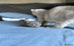 Scottish Fold cats for sale: Scottish fold&straight kittens - Advert 13