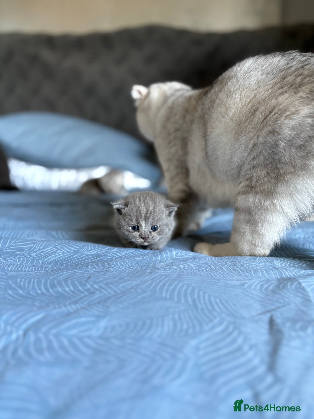 Scottish Fold cats for sale: Scottish fold&straight kittens - Advert 13