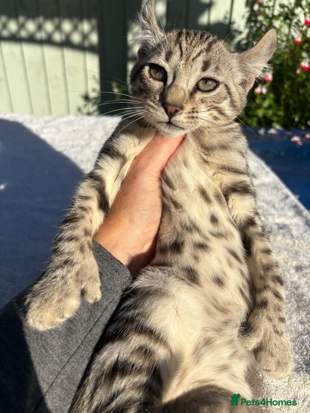 Keetso cats for sale: Awesome rare silver polydactyl female  - Advert 1