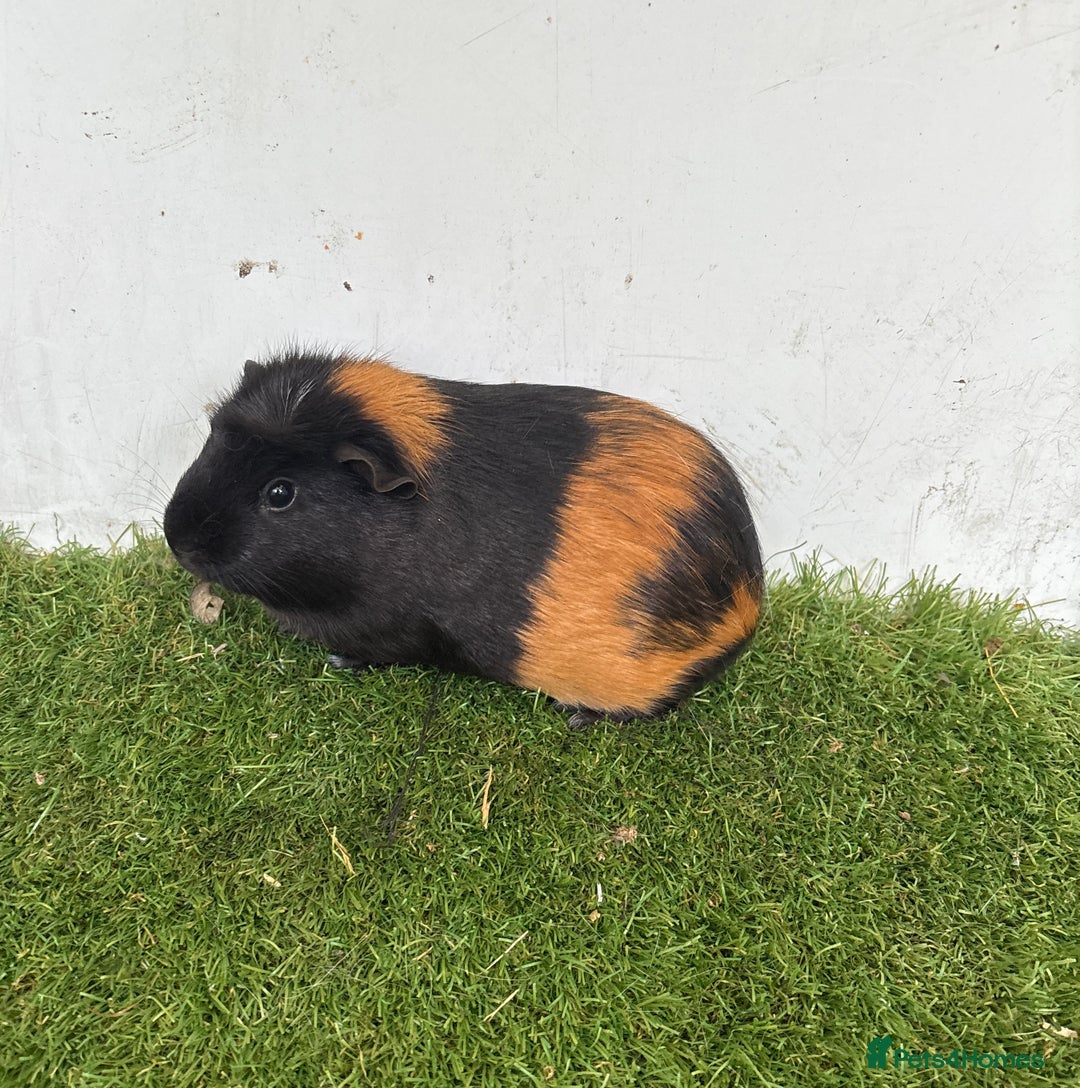 Guinea Pig rodents for sale: Female baby guinea pigs  - Advert 5