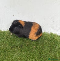Guinea Pig rodents Female baby guinea pigs - Advert 4