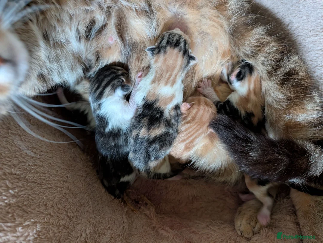 Mixed Breed cats for sale: 4x Beautiful kittens - Advert 7